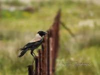 Bonte Kraai ssp sharpii [Corvus cornix sharpii]